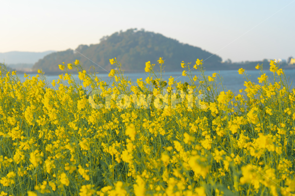 유채꽃,제주도,노랑,성산일출봉,유채밭,꽃,색감,감성,봄,계절,spring,season,field,들,outdoors,옥외,grassland,목초지,nature,자연,meadow,rural,농촌,farm,농장