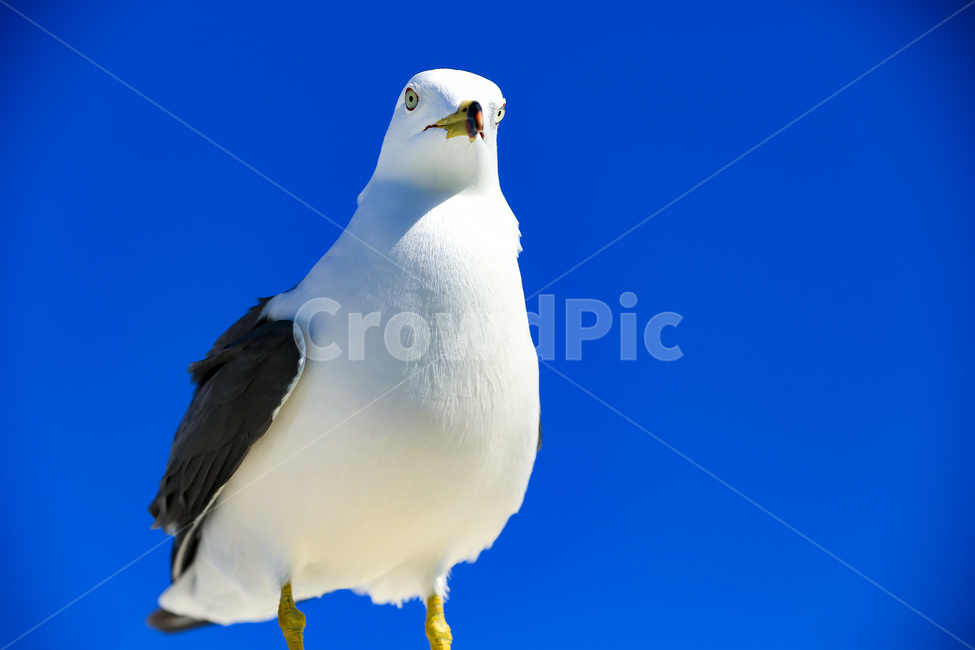갈매기,조류,새,동물,날개,사냥,하늘,부리,bird,mewgull,commongull,부산갈매기,괭이갈매기,동물,animal,조류,새,birds