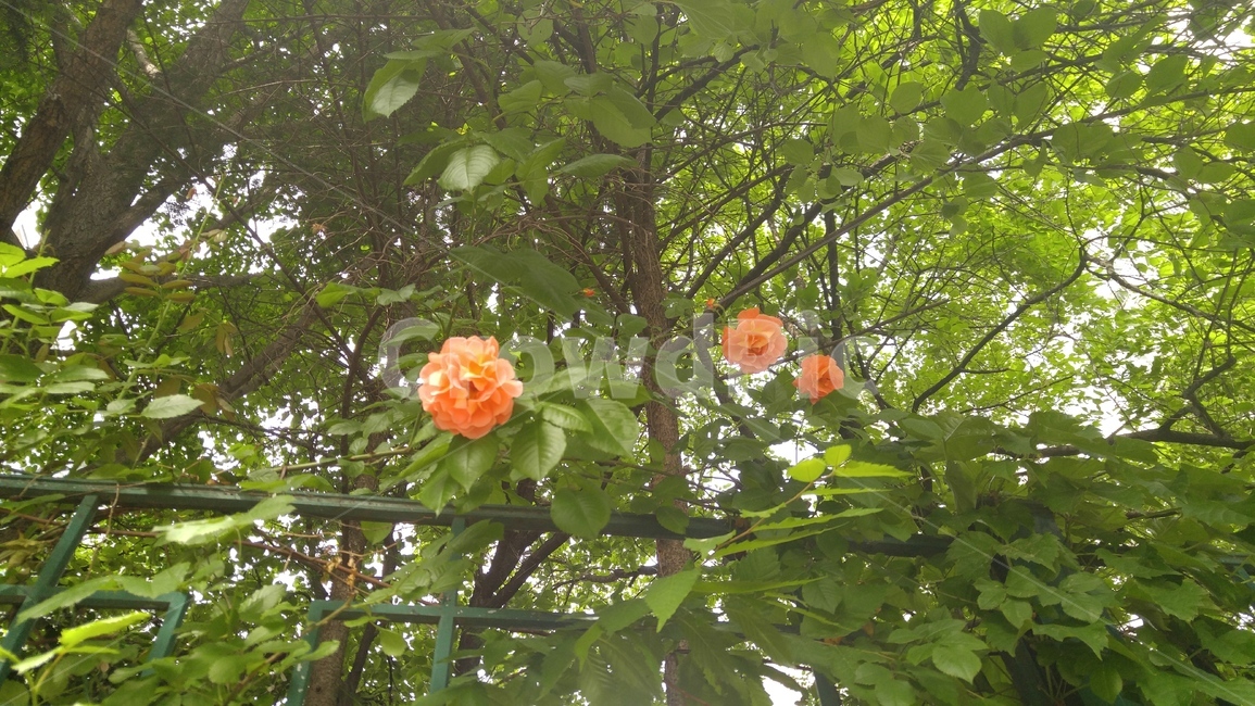 장미,장미넝쿨,장미다발,이쁜장미,장미가로수