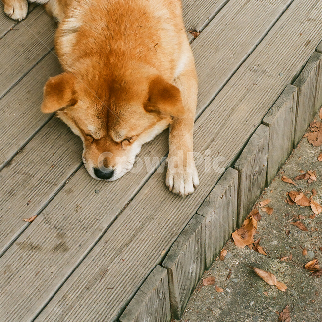 개,강아지,동물,포유류,반려견,멍멍이,애견,애완동물,반려동물,animal,dog,doggy,puppy,pet,잠,낮잠,오후,졸음,나른함,피곤함,피로,휴식,힐링,rest,relaxation,healing,sleepy,감성,감성사진,빈티지,아날로그,필름,필름사진,필름카메라,film,filmcamera,sensible,feeling,동물,animal,포유류,mammal,개,강아지,dog,doggy