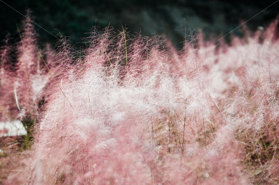 핑크,풍경,자연,햇살,이슬,핑크뮬리,식물,꽃,가을,계절,fall,autumn,season,식물,자연,plants,nature,outdoors,옥외