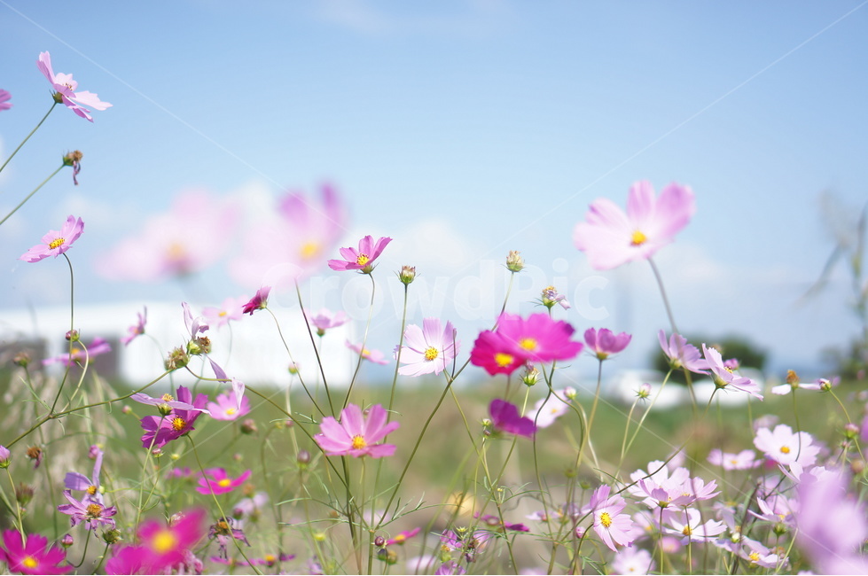 꽃,코스모스,식물,가을,분홍색,가을,계절,fall,autumn,season,식물,자연,plants,nature,꽃,flower,spring,봄,outdoors,옥외,grassland,목초지,field,들,rural,농촌,farm,농장,meadow