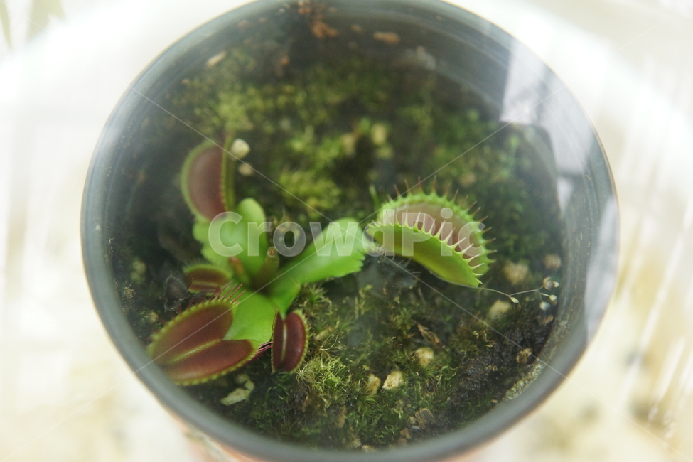 근접샷,식물,화분,식충식물,자연,작은식물,실내용화초,화분,화초,house plant