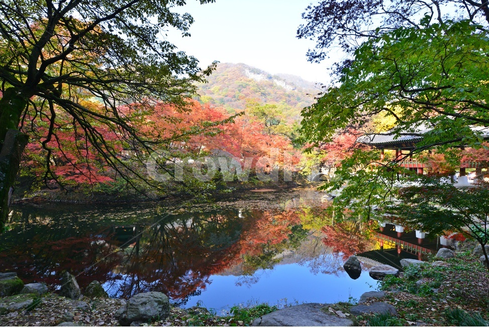 water,물,outdoors,옥외,nature,자연,tree,나무,plant,식물,maple,단풍,leaf,잎,장성,백양사,백양사추색,가을,계절,추색,만추,단풍잎,반영,가을,계절,fall,autumn,season