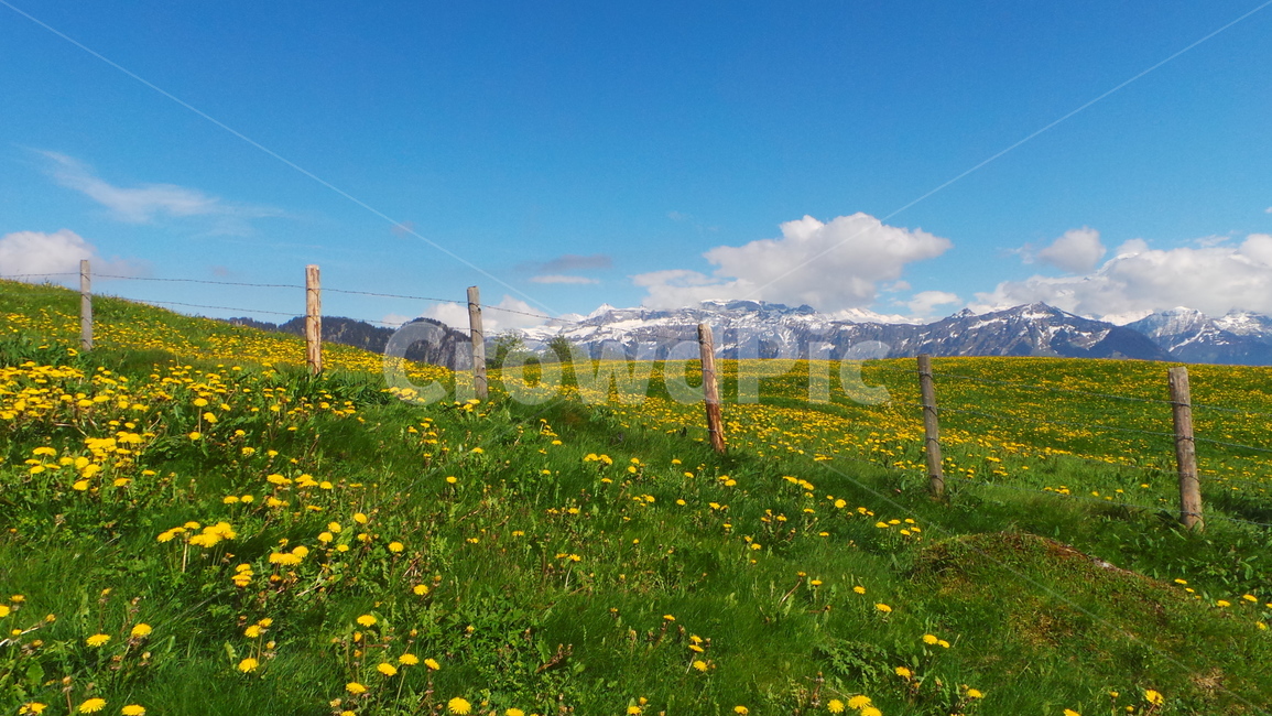 grassland,목초지,outdoors,옥외,nature,자연,들,field,countryside,farm,농장,rural,농촌,자연,풍경,nature,landscape,meadow