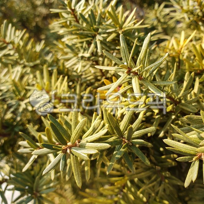 나무,plant,tree,식물,전나무