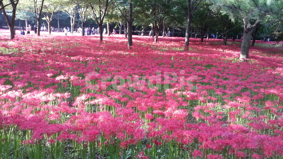 영광,불갑사,상사화,꽃무릇,꽃무릇축제,식물,자연,plants,nature,꽃,flower,나무,trees,wood