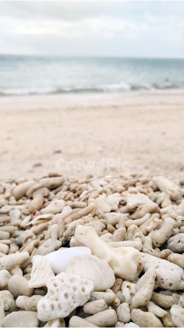 해변,산호,바다,케언즈,산호섬,자연,풍경,nature,landscape,해변,바다,beach,sea