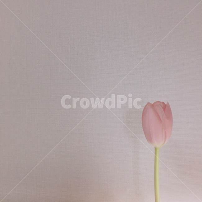 plant,식물,blossom,꽃,flower,튤립,꽃한송이