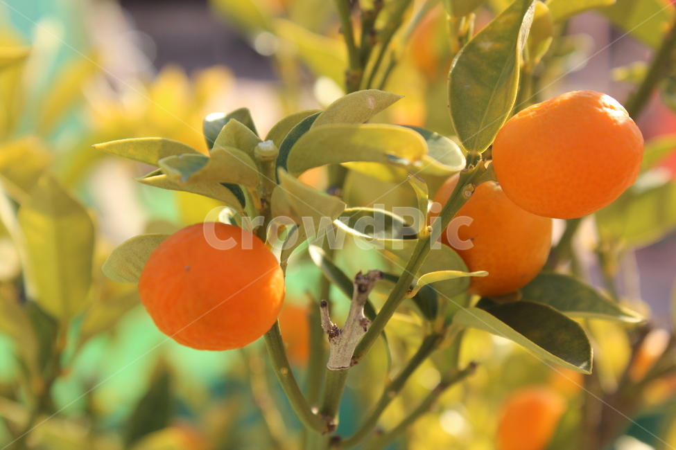 싱그러운,상큼한,과일,자연,fruits,음식,식재료,요리,food,cook,meal,dishes,food reserves,과일,열매,fruit
