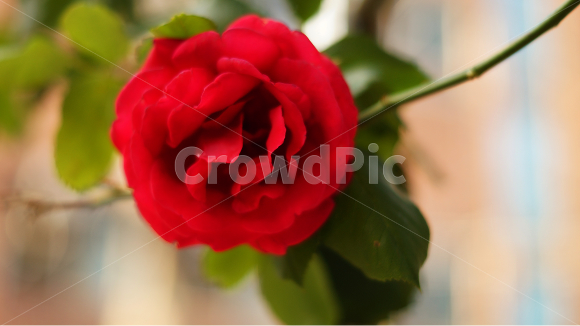 장미,꽃,분위기,빨간장미,따뜻함,flower,redrose,mood,warm,red,color,colorful,rose,식물,자연,plants,nature,꽃,flower