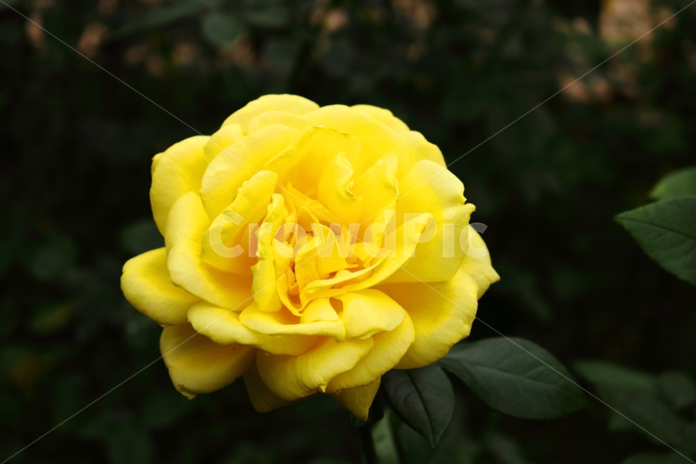꽃,장미꽃,공원,계산동,계양장미공원,인천,자연,식물,자연,plants,nature,꽃,flower