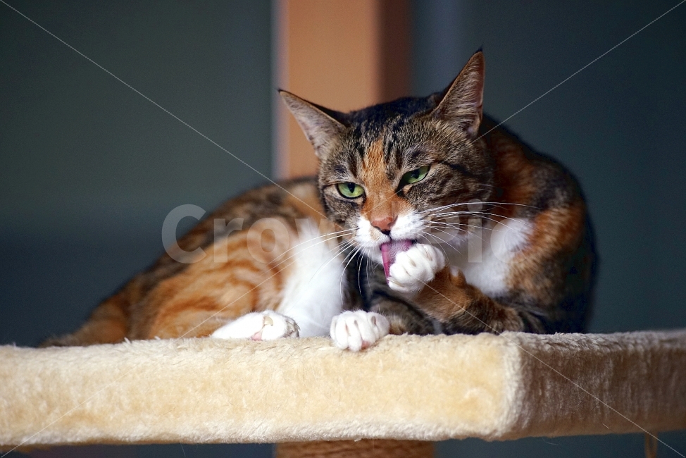 고양이,캣타워,야옹이,동물,반려동물,동물,animal,포유류,mammal,고양이,cat,kitten,kitty