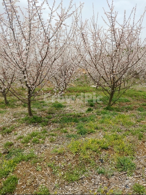 식물,tree,나무,강아지,매화,plant,과수원,꽃,자연,풍경,nature,landscape