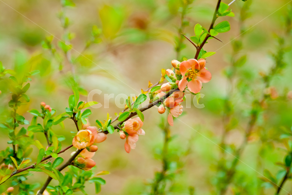 봄,꽃,아름다움,초록색,감성적,접사,봄,계절,spring,season,식물,자연,plants,nature,꽃,flower,plant,fruit,과일,food,음식