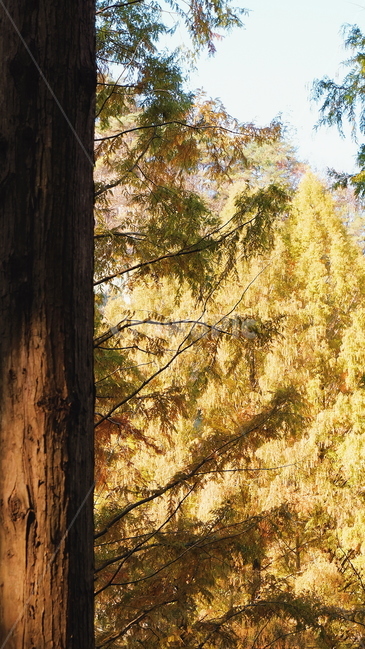 나무,자연,풍경,숲,가을,가을,계절,fall,autumn,season,식물,자연,plants,nature,나무,trees,wood,tree,plant