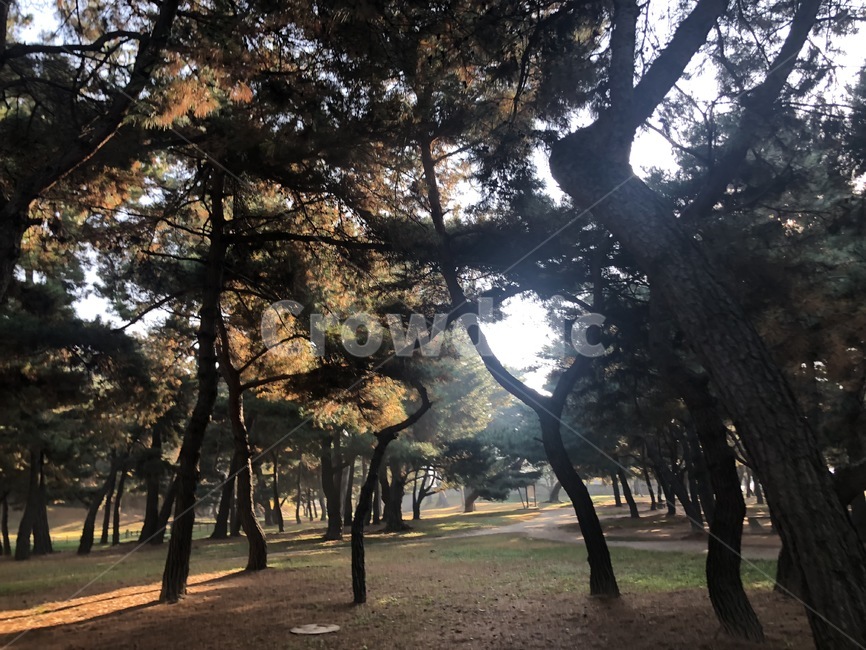 식물,tree,나무,소나무,숲,자연,forest,pine,treetrunk,나무줄기
