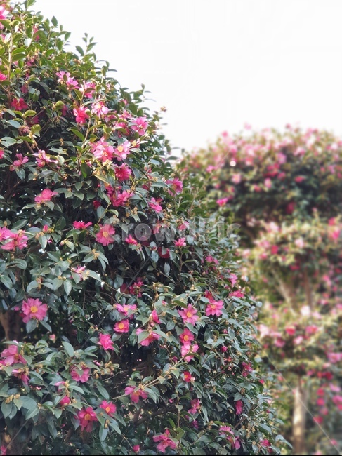동백,동백꽃,제주도,제주,꽃,식물,자연,공원,풍경,flower,red,빨강,빨간색,plant