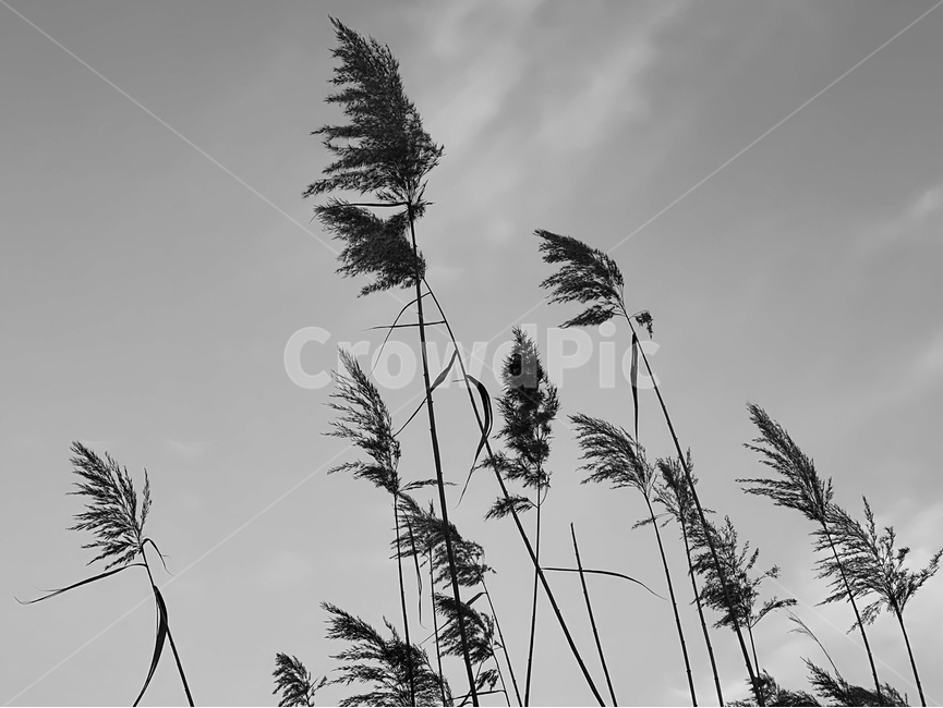 plant,식물,갈대,reed,자연,흑백,모노톤,monochrome,black and white