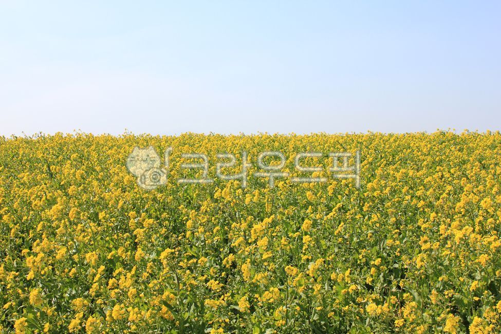 꽃,유채꽃,꽃밭,제주도,flower,rape,rapeblossoms,field,자연,nature,grassland,mustard,머스타드