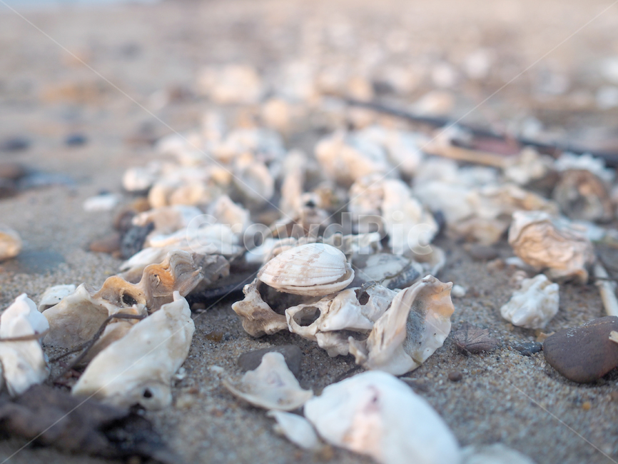 어패류,모래사장,해변가,소라,조개,sealife,해양생물,무척추동물,clam,대합,seashell,동물,animal,invertebrate