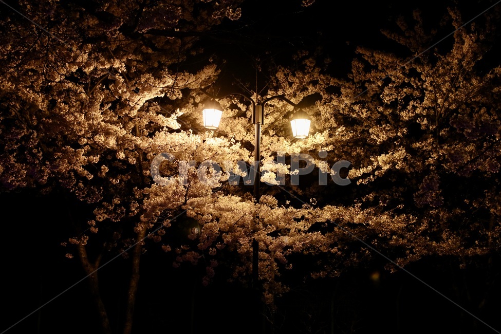 벚꽃,가로등,가로수,밤,배경