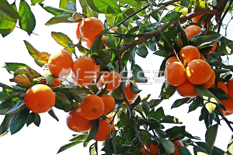 귤, 감귤, 감귤류, 과일, citrus, 사진,이미지,일러스트,캘리그라피 - 고운경작가