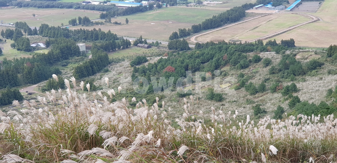 억새,오름,바람,가을,제주도,억새풀,자연,풍경,nature,landscape,plant,식물,grass,잔디,경치,outdoors,옥외