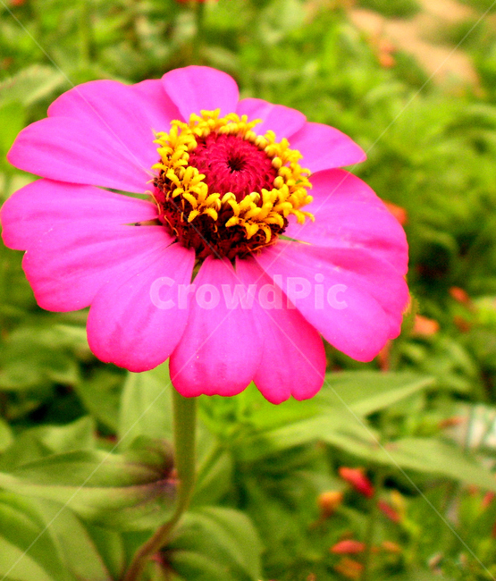 백일홍,zinnia,꽃,flower,식물,plant,색상,color,핑크,pink,식물,자연,plants,nature,꽃,flower
