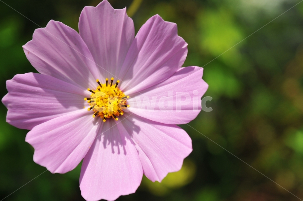 코스모스,꽃,감성,꽃잎,가을,향수,낭만,가을,계절,fall,autumn,season,식물,자연,plants,nature,꽃,flower,plant,anther,꽃밥,blossom