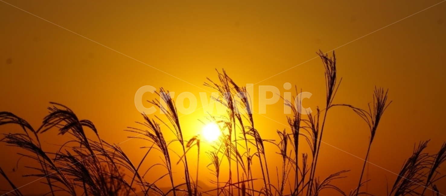 가을,억새,단풍,바람,자연,그림자,길,풍경,일몰,감성,서정,nature,autumn,태양,노을,가을,계절,fall,autumn,season,자연,풍경,nature,landscape,outdoors,옥외,sunlight,햇빛,grass,잔디,plant,식물