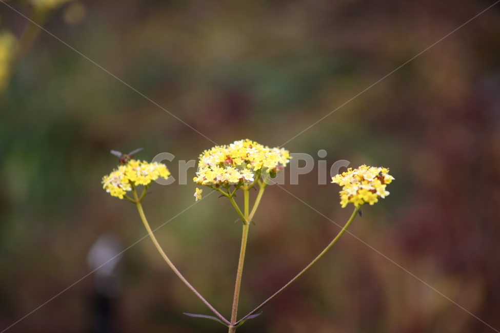 마타리,가양취,야생화,꽃,goldenlacepatrinia,식물,자연,plants,nature,꽃,flower