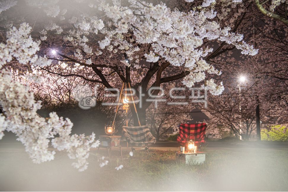 벚꽃,캠핑,소풍,피크닉,벚꽃나무,계절,봄,조명,의자,캠핑의자,캠핑용품,식물,나무,나뭇가지,꽃,벚꽃엔딩,감성적인,낭만적인,램프,램프조명,밤,야간,야경,장노출