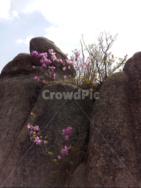 바위,구름,하늘,진달래,봄,풍경,봄,계절,spring,season,식물,자연,plants,nature,꽃,flower