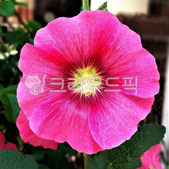 flower,꽃,petal,꽃잎,접시꽃,holyhock,Alcearosea,pinkflowerwallpaper