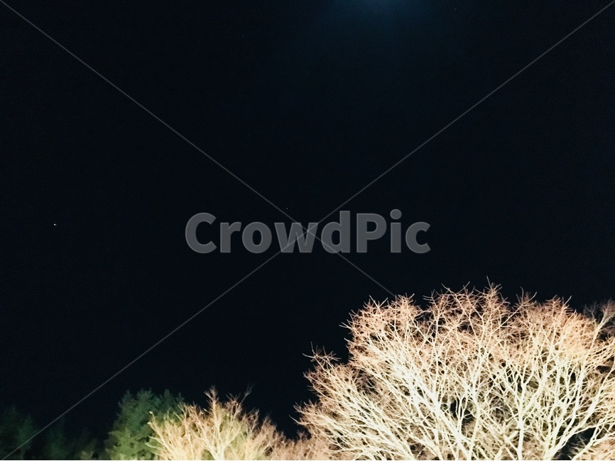 나무,조명,밤,자연,풍경,야경,밤,풍경,nightscape,night,landscape,식물,자연,plants,nature,나무,trees,wood,outdoors,옥외