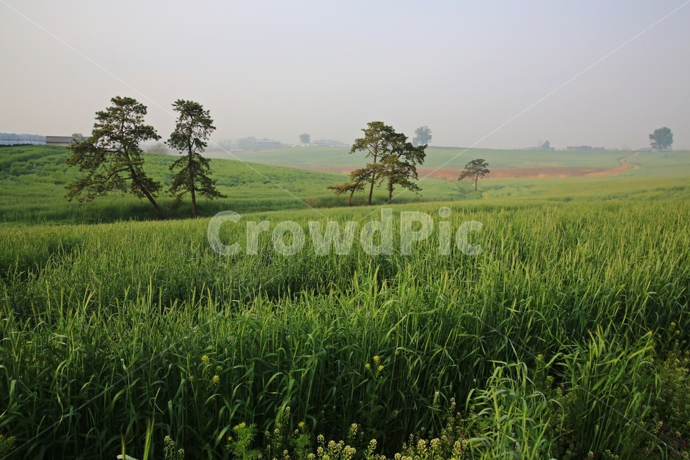 경기,안성,팜랜드,안성팜랜드,농사,농업,경작,rural,농촌,farm,농장,meadow,field,들,outdoors,옥외,grassland,목초지,nature,자연,plant,식물