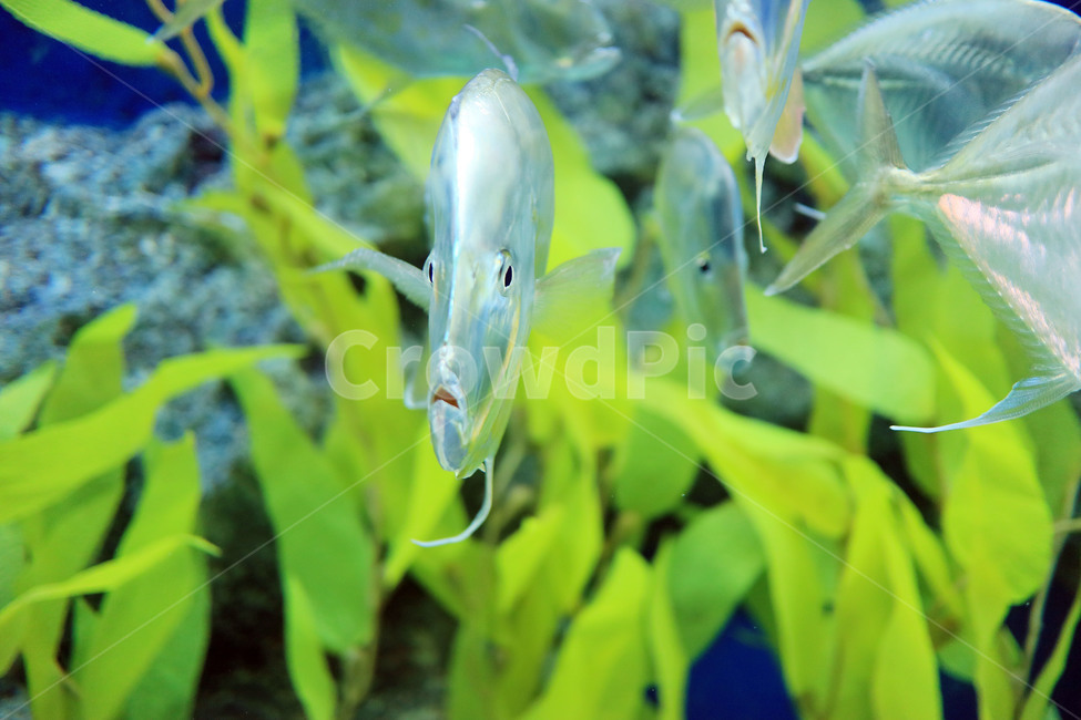 fishbowl,tropical fish,ocean,Pisces,fish,underwater,aquarium