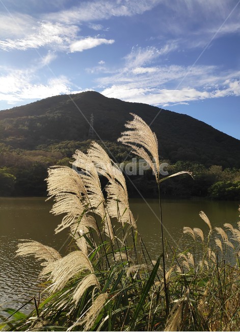 가을,autumn,fall,갈대,reed,grass,잔디,식물,plant