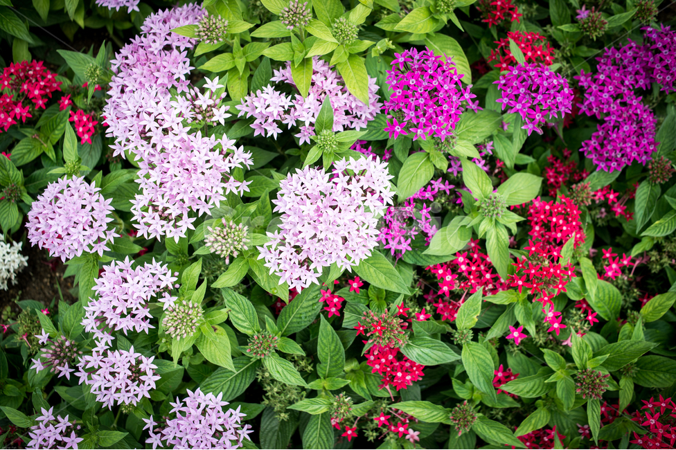 여름,수국,꽃,꽃밭,화사함,마당,화단,flower,summer,풍경,향기,꽃향기,garden,식물,자연,plants,nature,꽃,flower