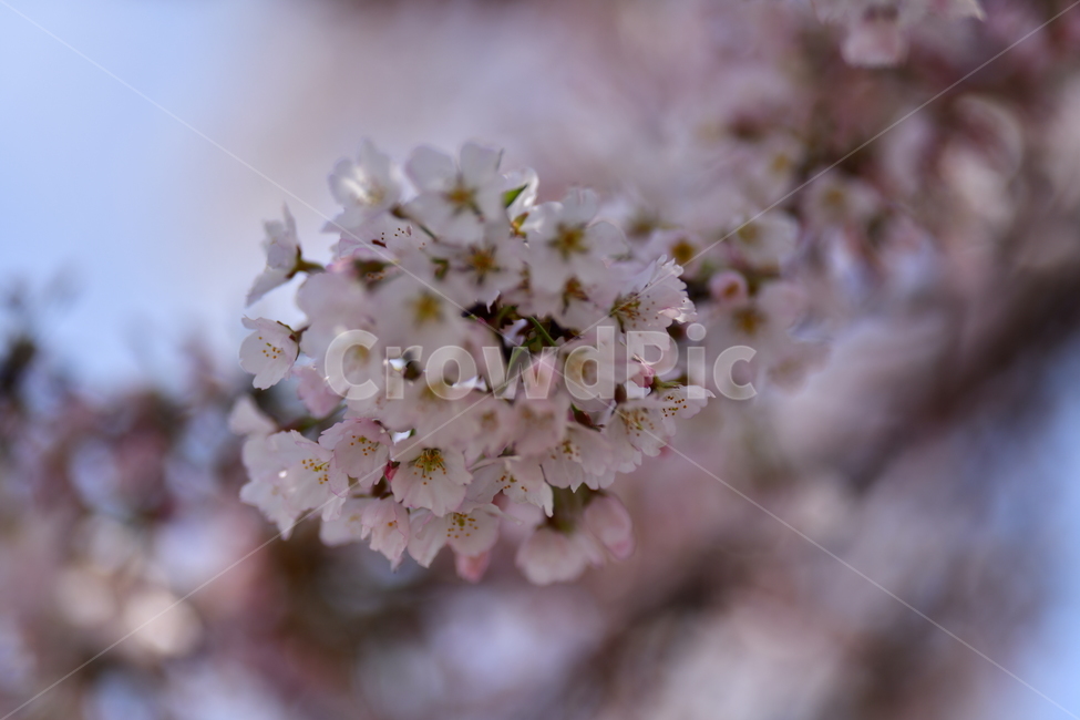 벚꽃,꽃,자연,나무,봄,봄,계절,spring,season,식물,자연,plants,nature,꽃,flower,plant,blossom