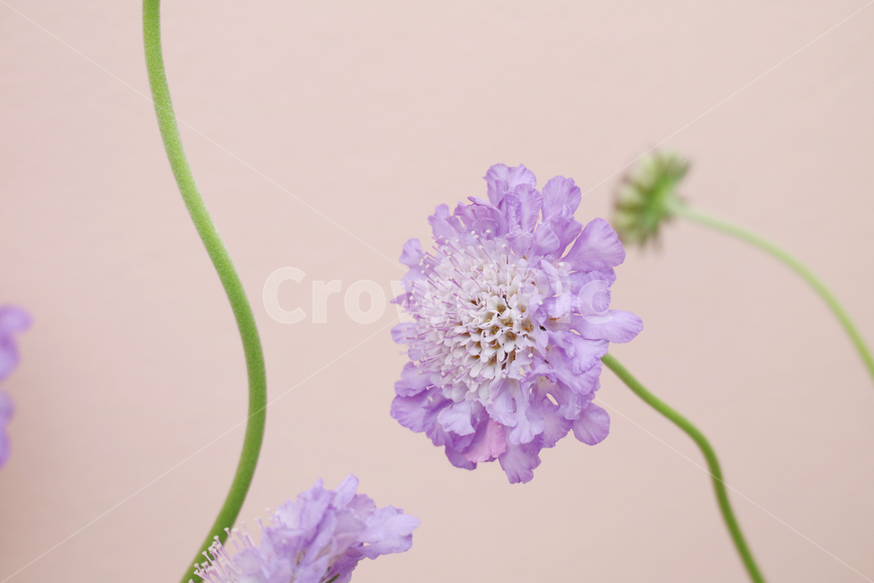 꽃,봄,연보라색꽃,꽃송이,식물,자연,분홍벽,파스텔컬러,식물,자연,plants,nature,꽃,flower