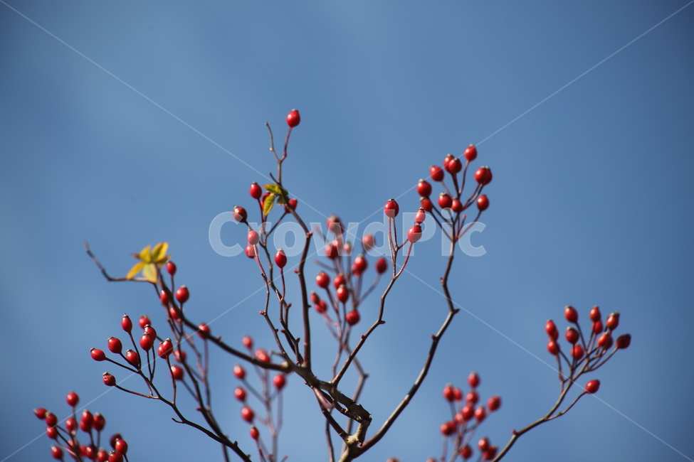 찔레,열매,식물,종자,multiflorarose,식물,자연,plants,nature,과일,열매,fruit