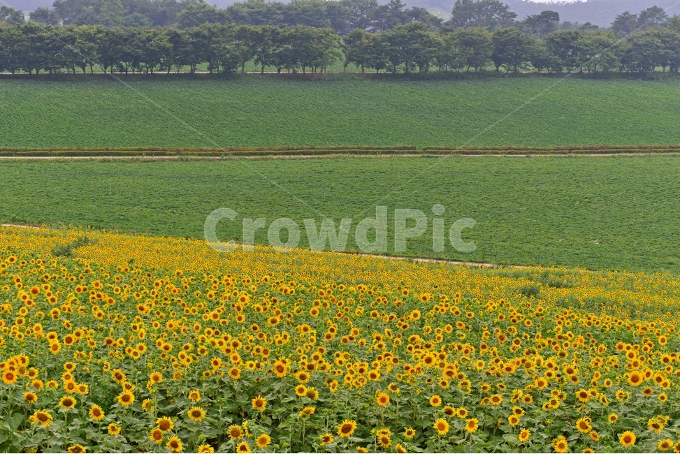 flower,sprout,새싹,bud,싹,blossom,꽃,plant,식물,해바라기,해바라기꽃,고창,학원농장,해바라기밭,자연,풍경,nature,landscape