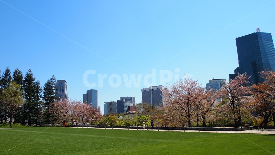 벚꽃,도쿄,일본,사쿠라,공원,tokyo,japan,안내표지판
