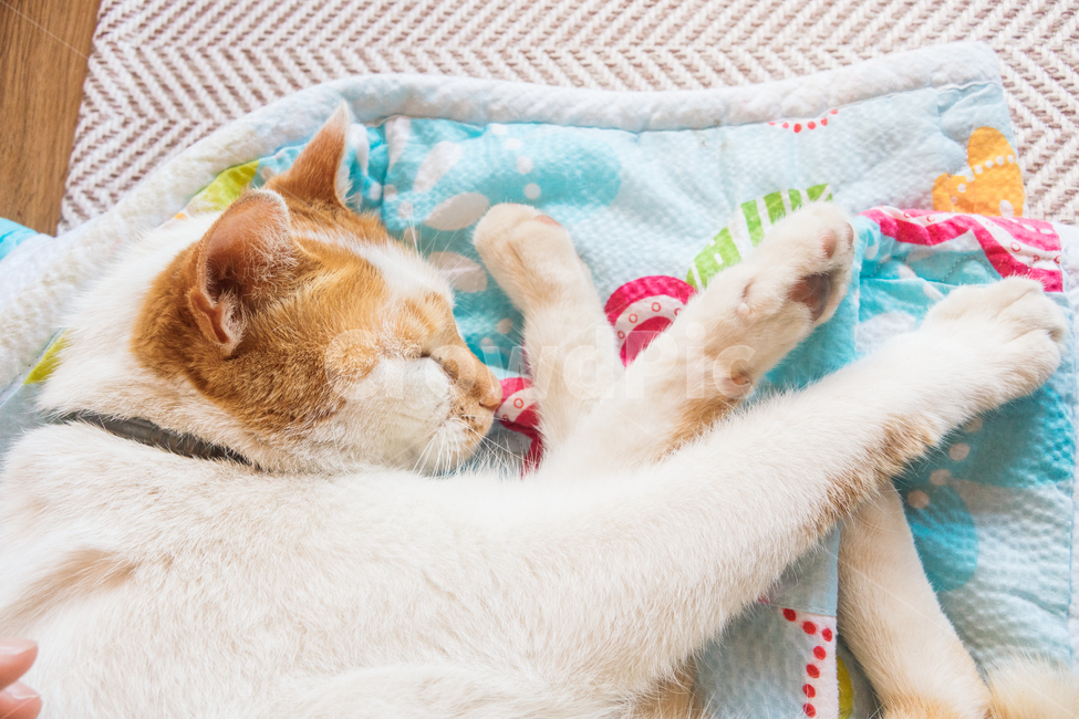 고양이,냥이,캣,냥냥이,야옹이,cat,동물,잠자는고양이,산책냥,동물,animal,포유류,mammal,고양이,cat,kitten,kitty,감성,sensible,feeling,휴식,힐링,rest,relaxation,healing