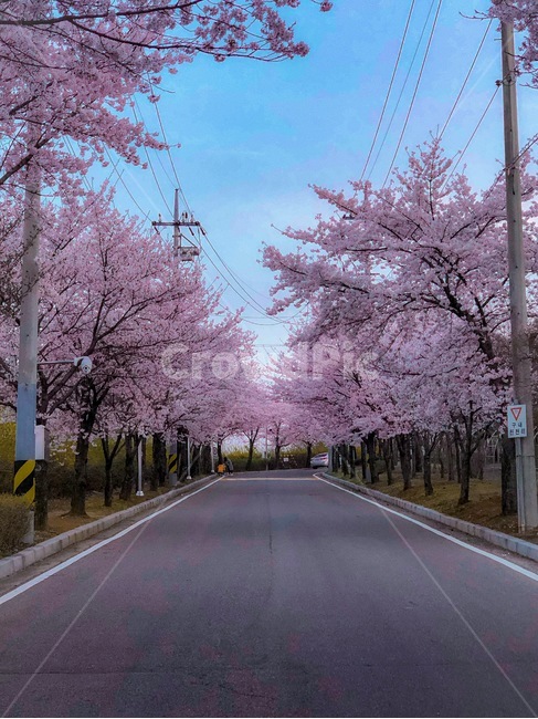벚꽃,인천벚꽃,봄,봄꽃,꽃길,벚꽃길,봄,계절,spring,season,plant,식물