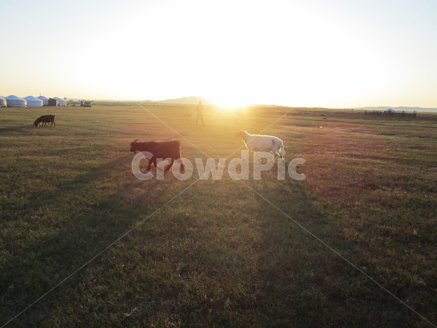 mongolia,일몰,sunset,몽골,goat,초원,grass,meadow,염소,동물,animal,포유류,mammal,산업,industry,industrial,목축업,목장,livestock farming,ranching,pasture