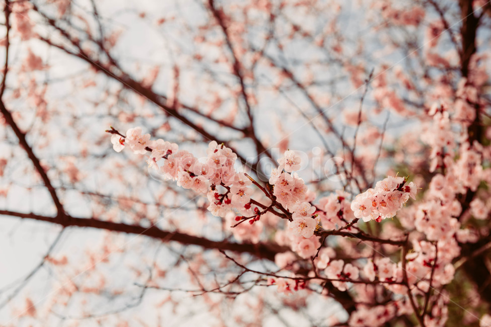 벚꽃,봄,꽃,blossom,cheeryblossom,꽃잎,flower,봄,계절,spring,season,식물,자연,plants,nature,꽃,flower,plant