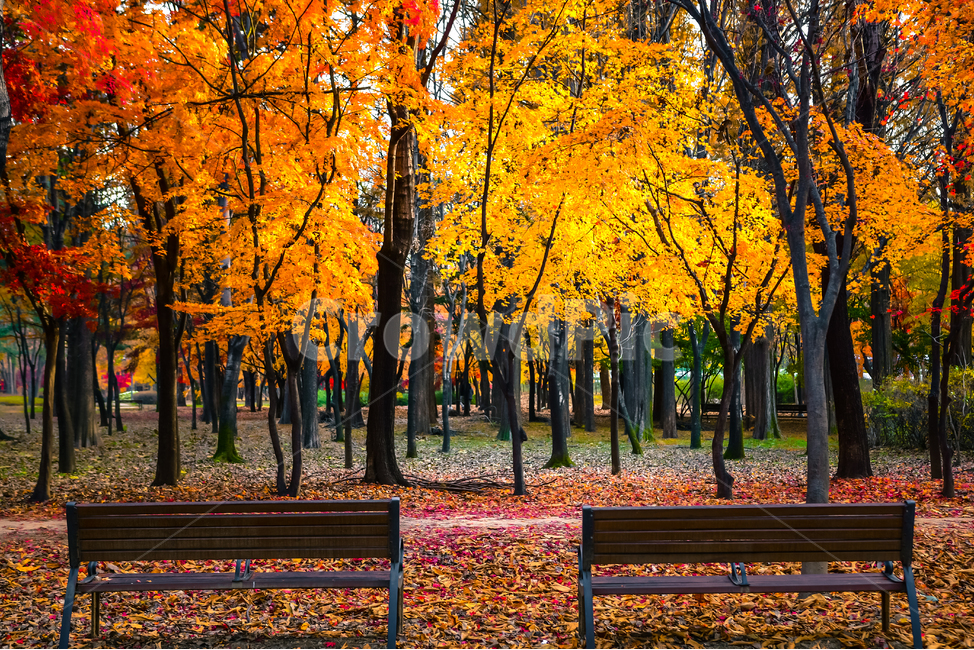 tree,나무,plant,식물,ground,의자,밴치,단풍,낙엽,가을,계절,fall,autumn,season,자연,풍경,nature,landscape